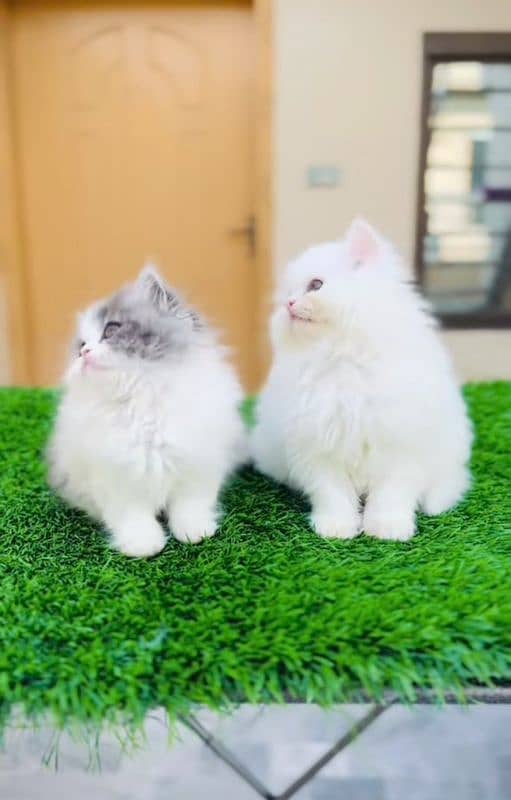 Cat| Persian| Blue eye| kitten| Punch face| 3 kot(⁠⁠⁠o⁠⁠ 1