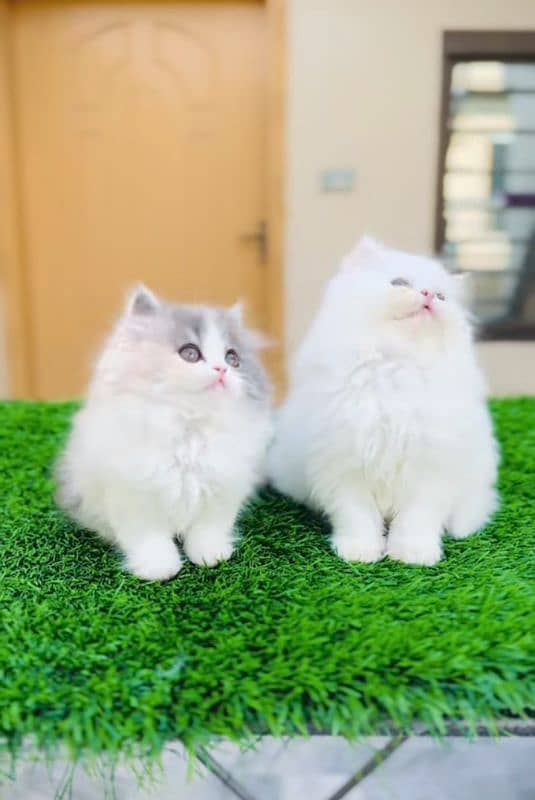 Cat| Persian| Blue eye| kitten| Punch face| 3 kot(⁠⁠⁠o⁠⁠ 2