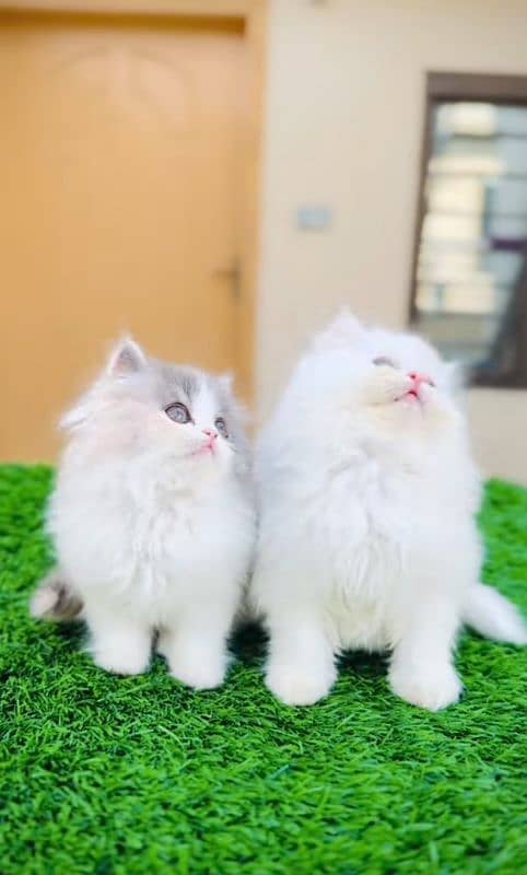 Cat| Persian| Blue eye| kitten| Punch face| 3 kot(⁠⁠⁠o⁠⁠ 3