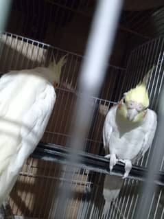 cockatiel