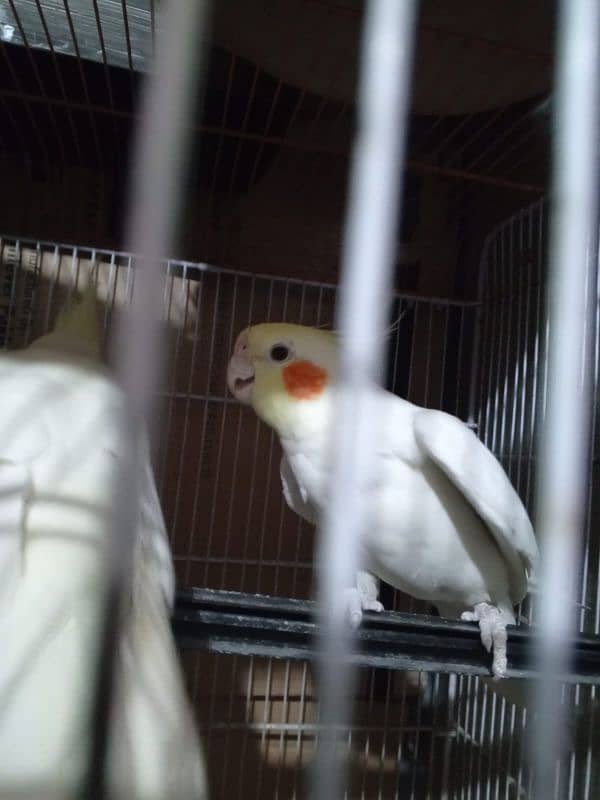 cockatiel pair 1