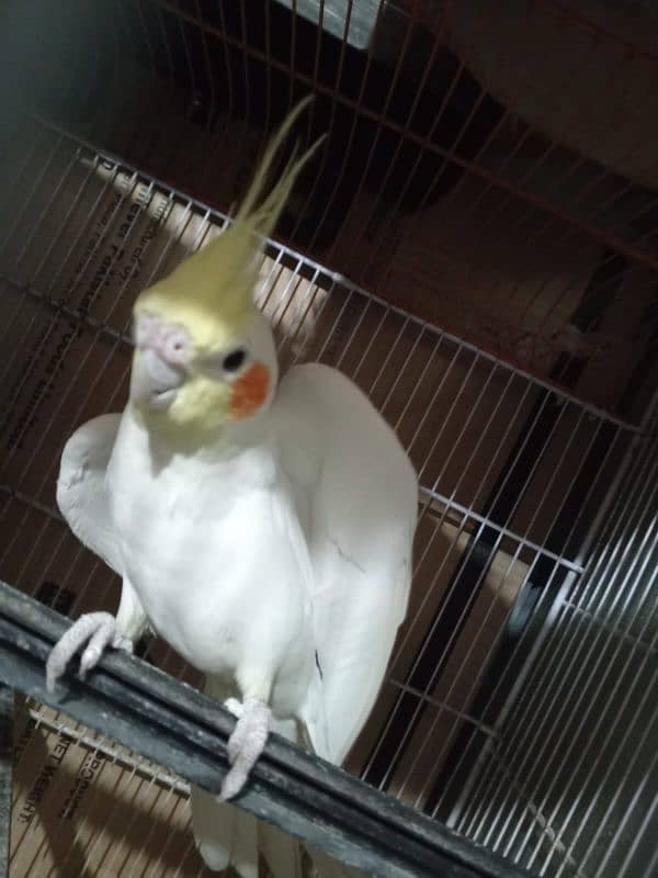 cockatiel pair 2