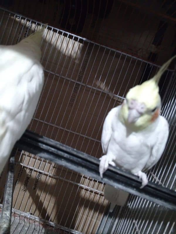 cockatiel pair 3