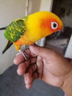 Sunconure Female