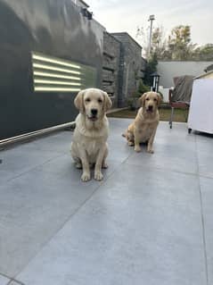 pedigree labrador Pair