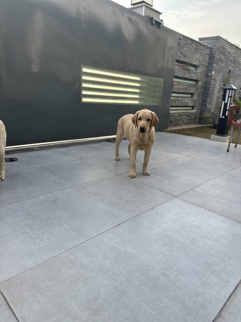 pedigree labrador Pair 1