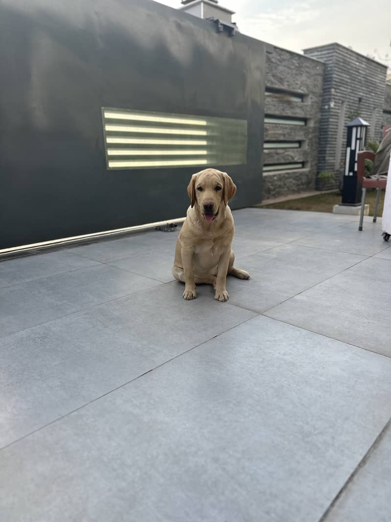 pedigree labrador Pair 2