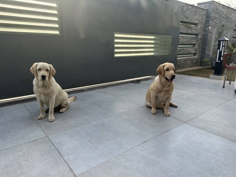 pedigree labrador Pair 3