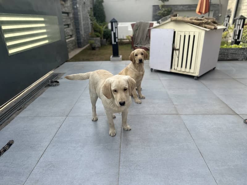 pedigree labrador Pair 5