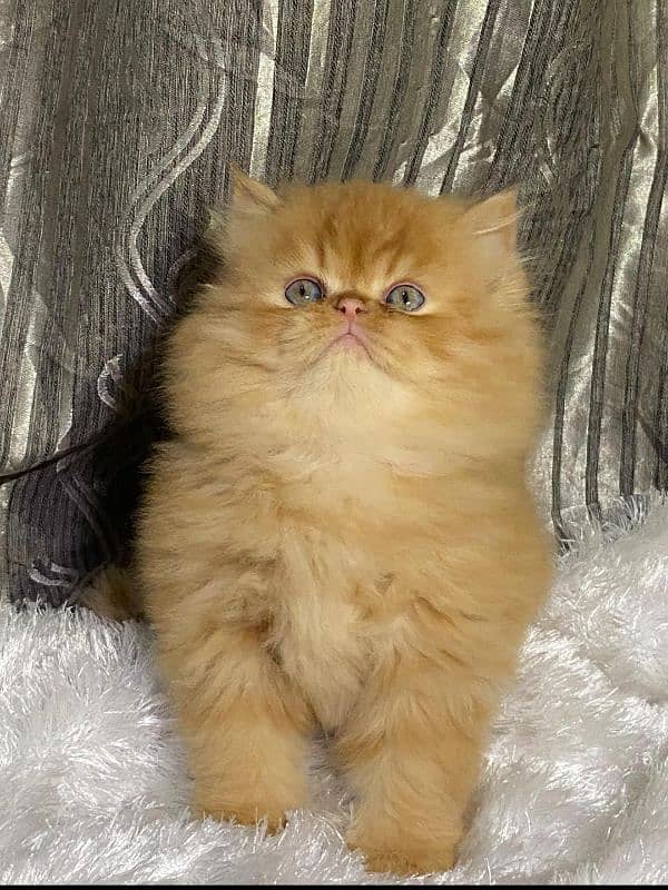 Cat| Persian| Blue eye| kitten| Punch face| 3 kot(⁠‘⁠⁠⌓⁠⁠’⁠) 0