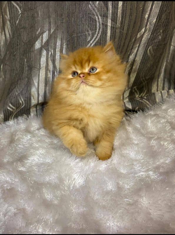 Cat| Persian| Blue eye| kitten| Punch face| 3 kot(⁠‘⁠⁠⌓⁠⁠’⁠) 1