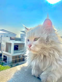 White Persian Female Cat for Sale - Healthy & Playful 03402031860