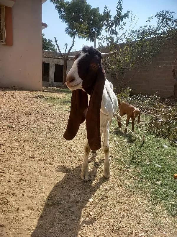 Khassi Bakra For Sell 4