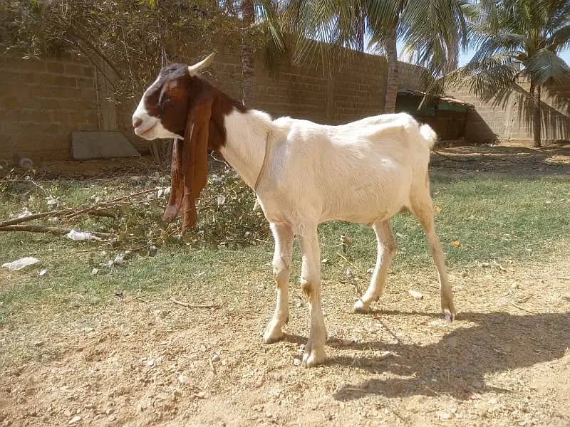 Khassi Bakra For Sell 6