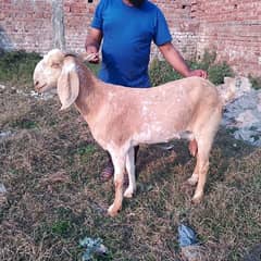 goat for sell urgent