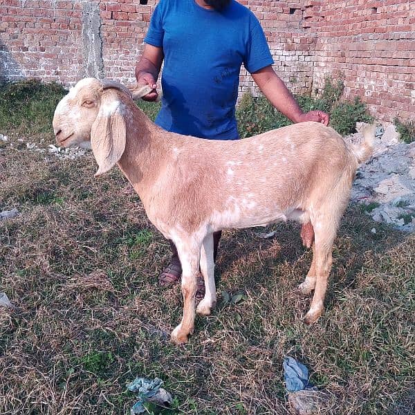 goat for sell urgent 0