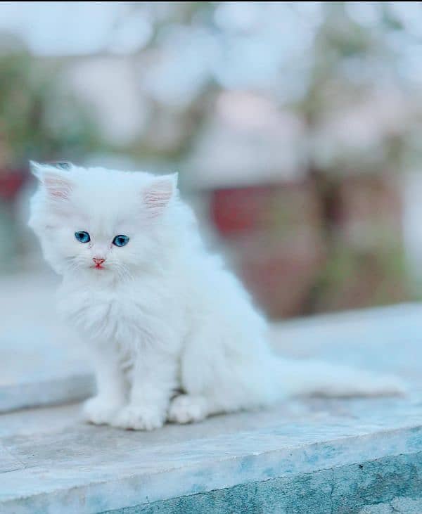 Cat| Persian| Blue eye| kitten| Punch face| 3 kot(⁠⁠⁠⁠) 0