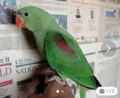 kashmiri raw parrot for sale 5 month age WhatsApp number 03267720525