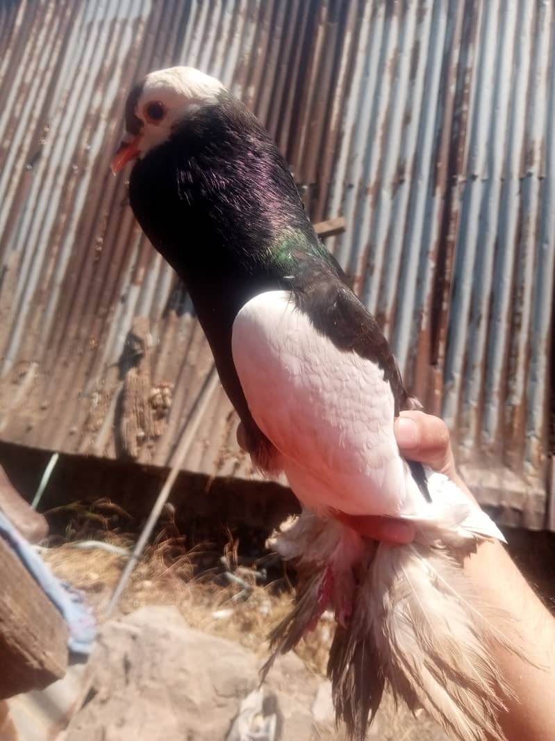 gubary kabutar for sale 0