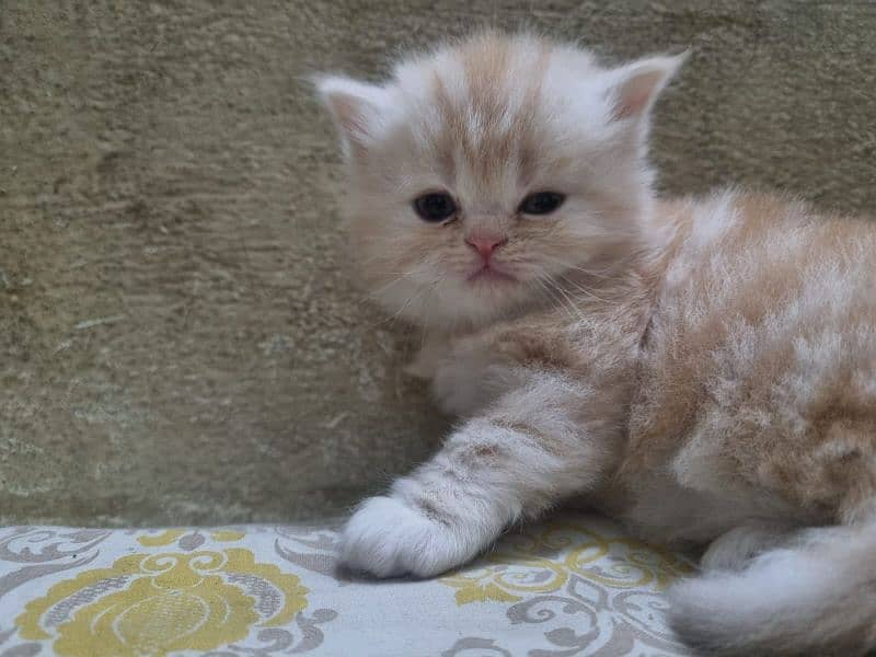 Cat| Persian| Blue eye| kitten| Punch face| 3 kot⁠⁠ᴥ⁠⁠ 1