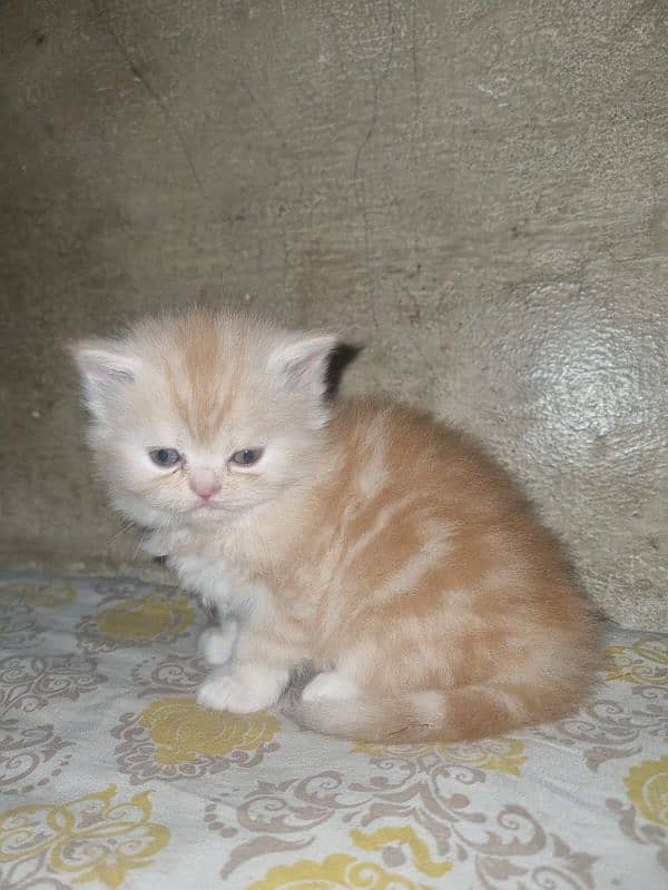 Cat| Persian| Blue eye| kitten| Punch face| 3 kot⁠⁠ᴥ⁠⁠ 4