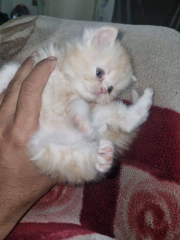 Cat| Persian| Blue eye| kitten| Punch face| 3 kot⁠⁠ᴥ⁠⁠ 6