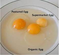 Desi eggs, pasture eggs, organic eggs,  Rs. 50/egg