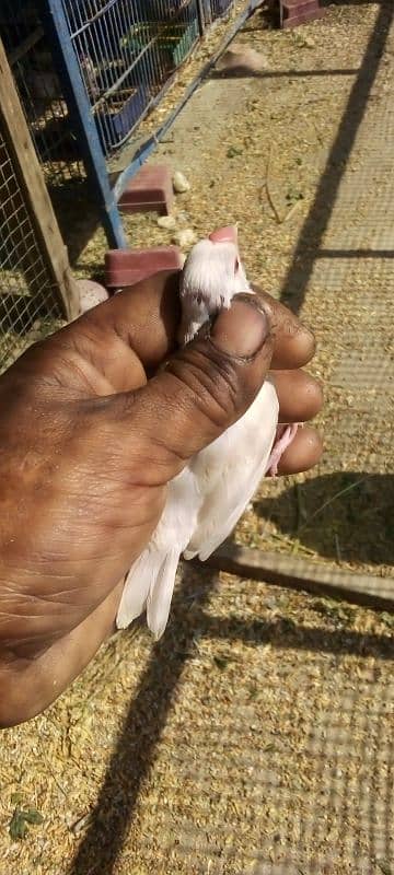 opal silwar wight gree jawa chick 03122370087 3