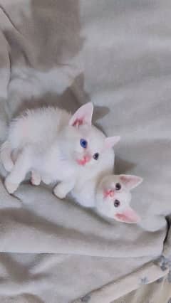 1.5 Month Old Kittens