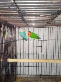 Lovebirds breader pairs for sale