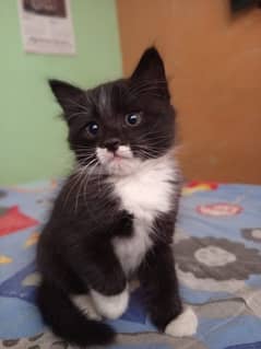 Semi Persian kitten