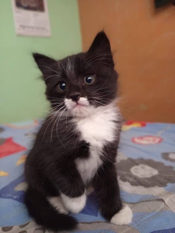 Semi Persian kitten 0