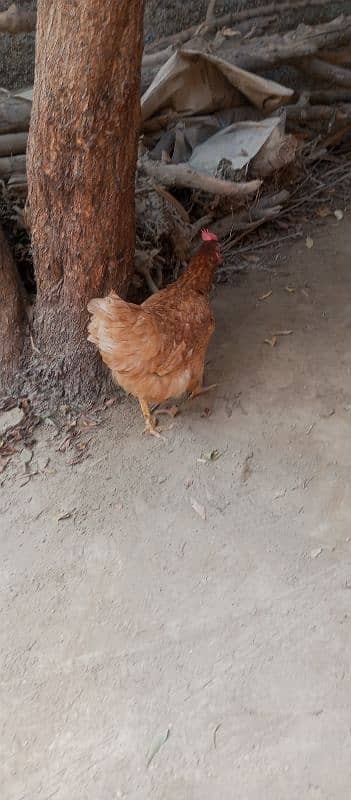 Golden misri hen egg laying daily 1