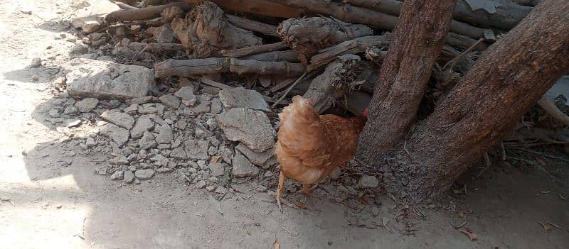 Golden misri hen egg laying daily 2