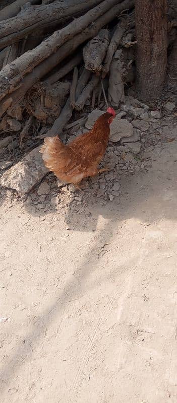 Golden misri hen egg laying daily 3