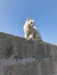 Persian cat