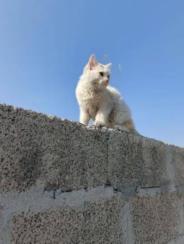 Persian cat 0