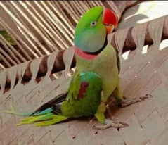 hand tamed parrots available for sale