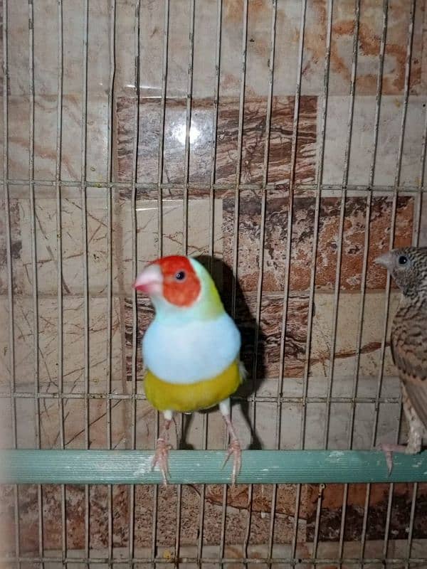 finch for sale 2