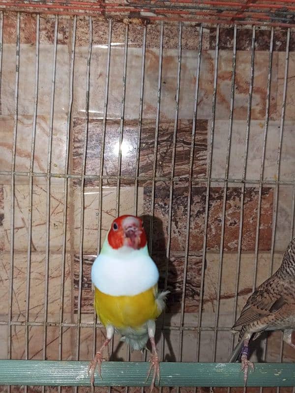 finch for sale 3