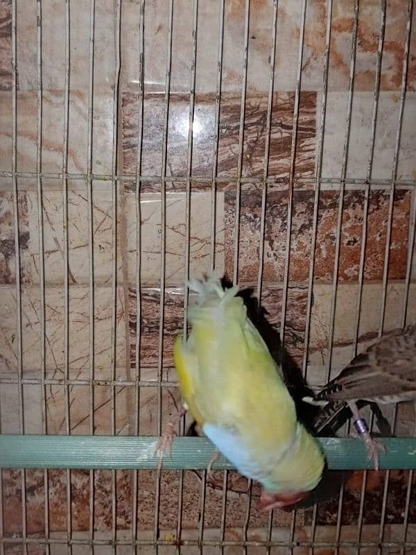 finch for sale 4