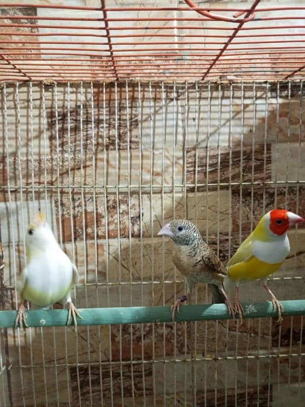 finch for sale 5