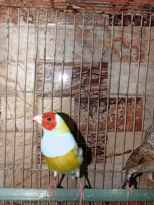 finch for sale 6