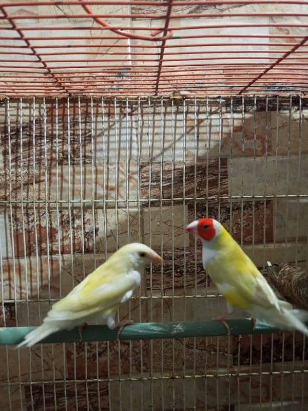 finch for sale 7