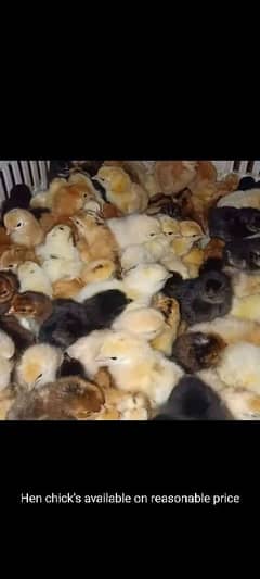 chicks awailable 03084048074