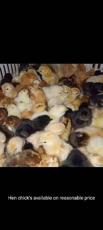 chicks awailable 03084048074 0