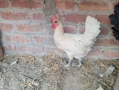 Desi misri hen for sale