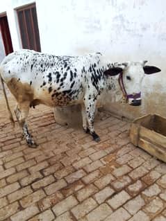 Cow for sale