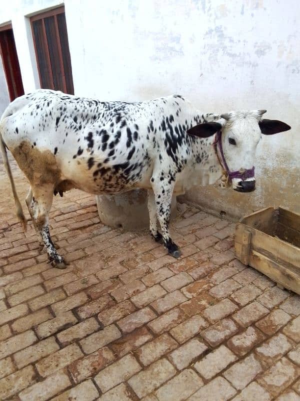 Cow for sale 0