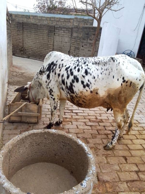 Cow for sale 1